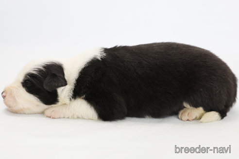 成約済の神奈川県のボーダーコリー-315523の6枚目